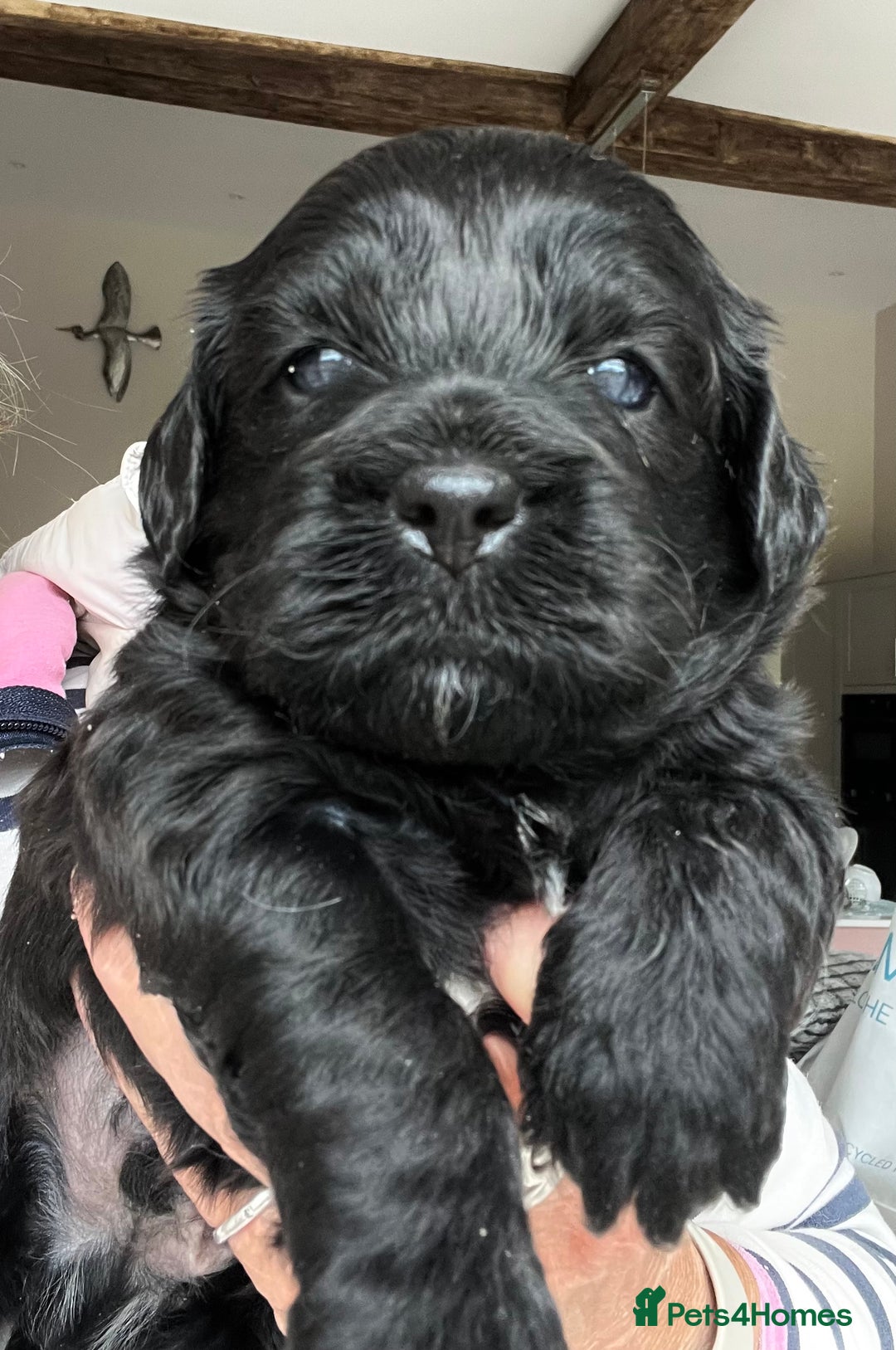 Shihpoo dogs for sale: Shipoo Pups LAST 2 - Image 8