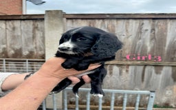 Cocker Spaniel dogs for sale: Working cocker spaniel puppies - Image 13