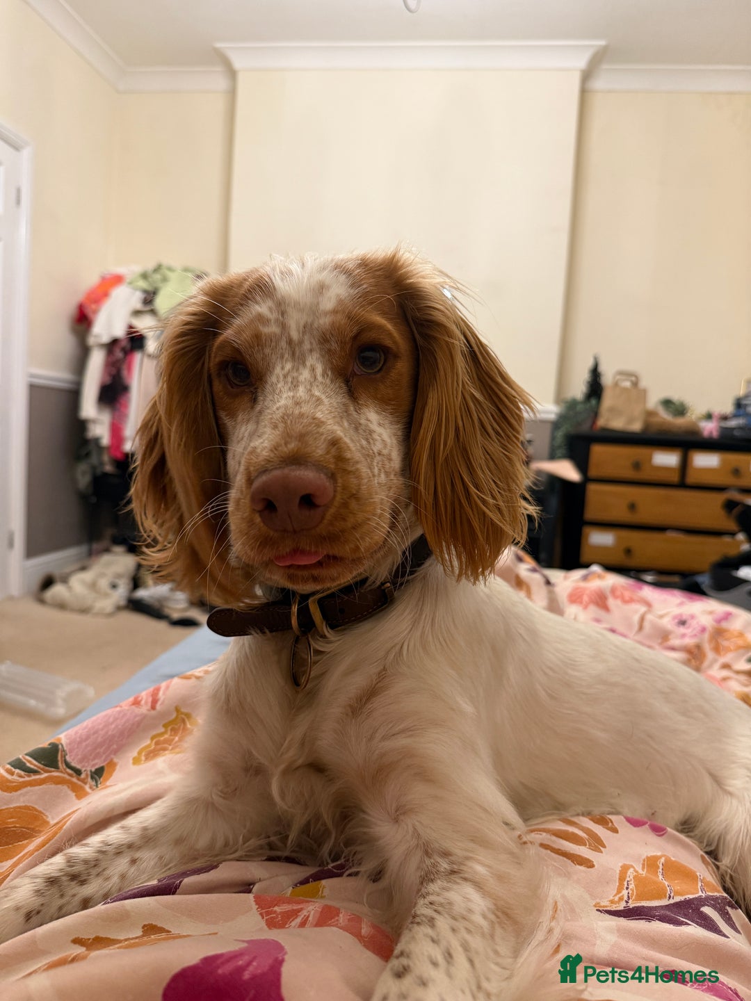 Mixed Breed dogs for sale: Corkiepoo puppies for sale 🐶 - Advert 23