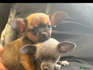 Chihuahua dogs Tiny Chihuahua puppies - Advert 5