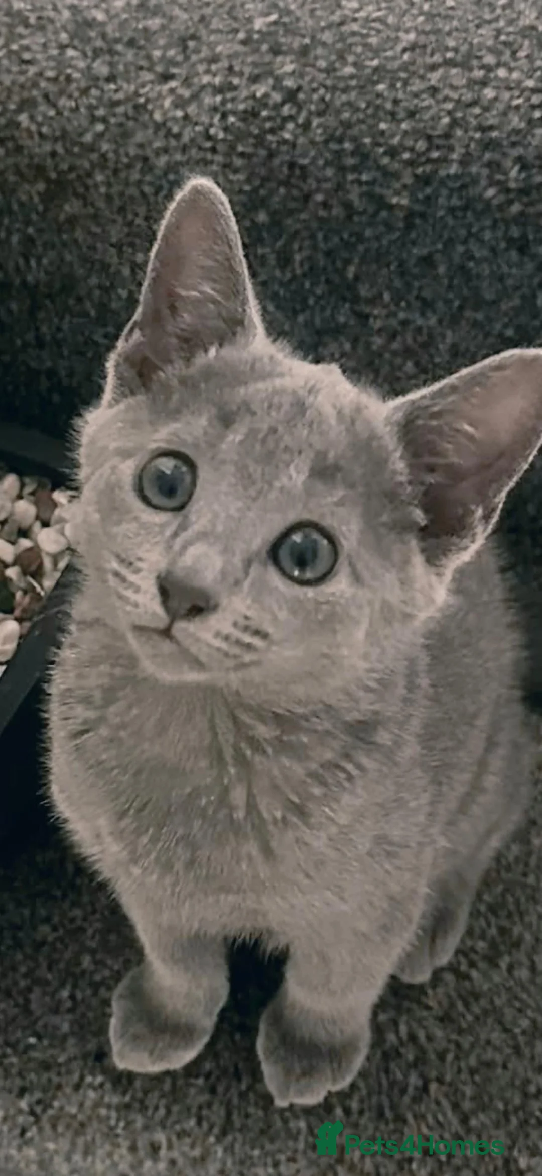 Russian Blue cats for sale: Beautiful Russian Blue Boy – Forever Home 💙 - Advert 2