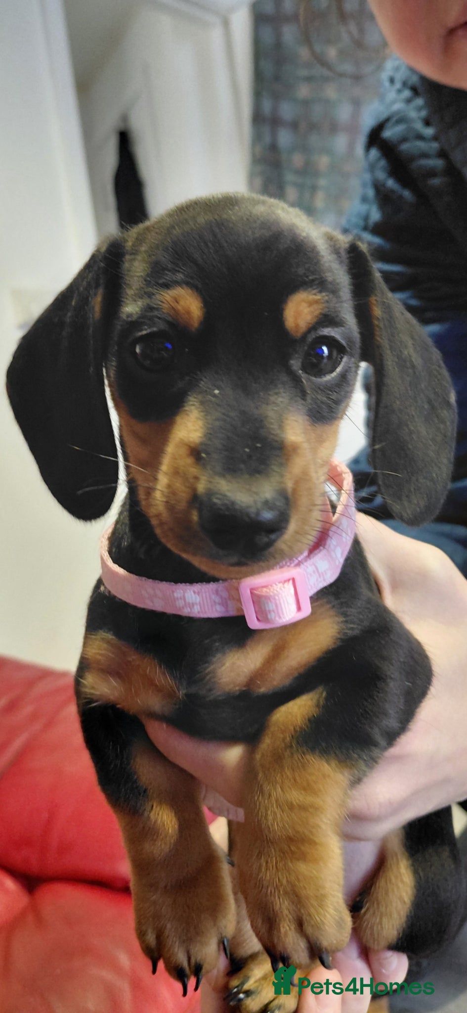 Miniature Dachshund dogs Miniature Daschund puppies  - Advert 2