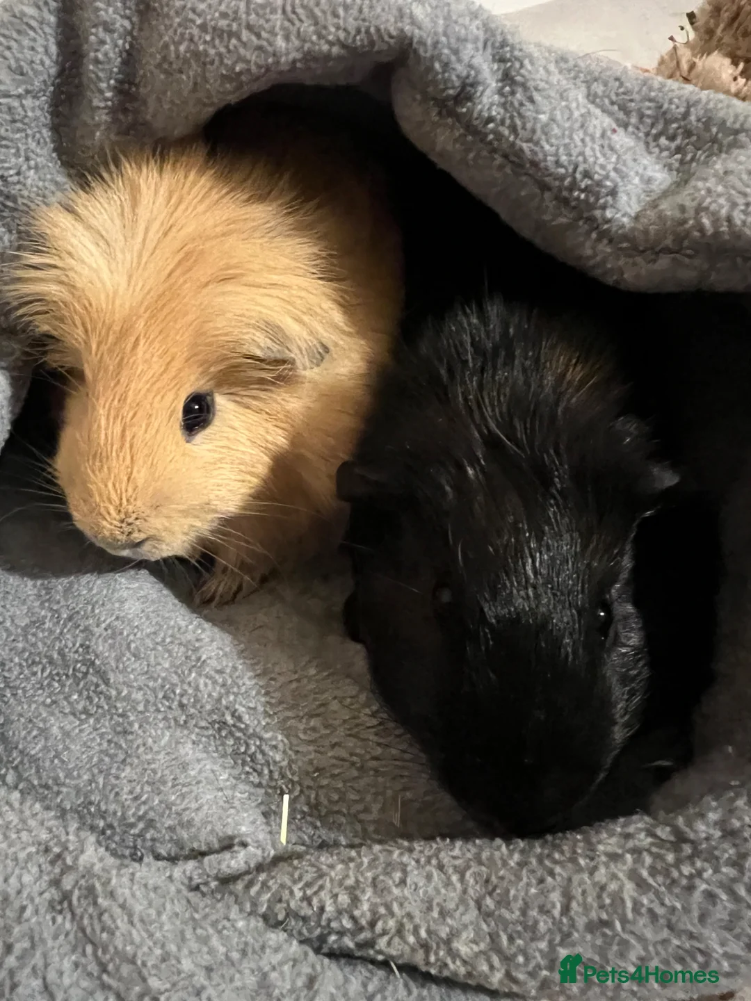 Guinea Pig rodents for sale: Two gorgeous young bonded boys in Coventry - Advert 2