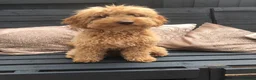 Cockapoo dogs for sale: Cockerpoo male  - Advert 5