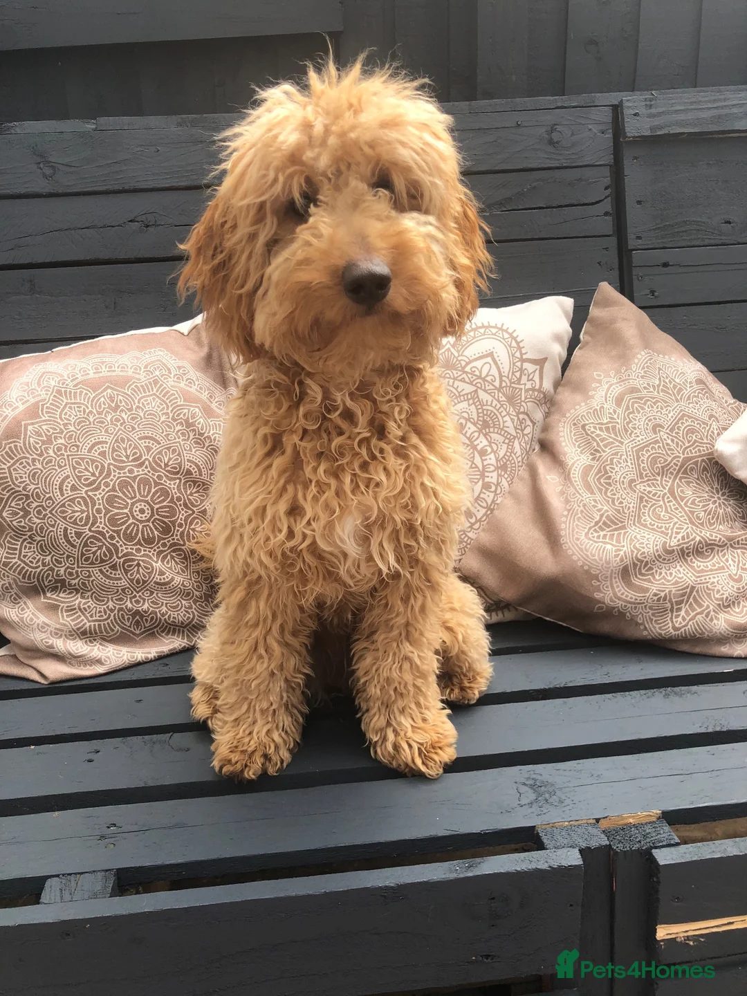 Cockapoo dogs for sale: Cockerpoo male  - Advert 5