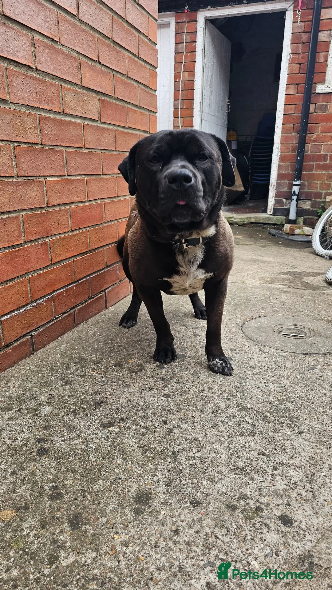 Mixed Breed dogs for sale: Spikey looking for a good home in Lincoln - Advert 2