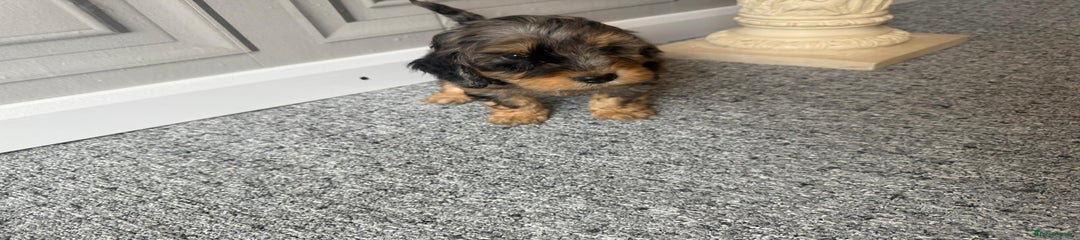 Cockapoo Puppy 4