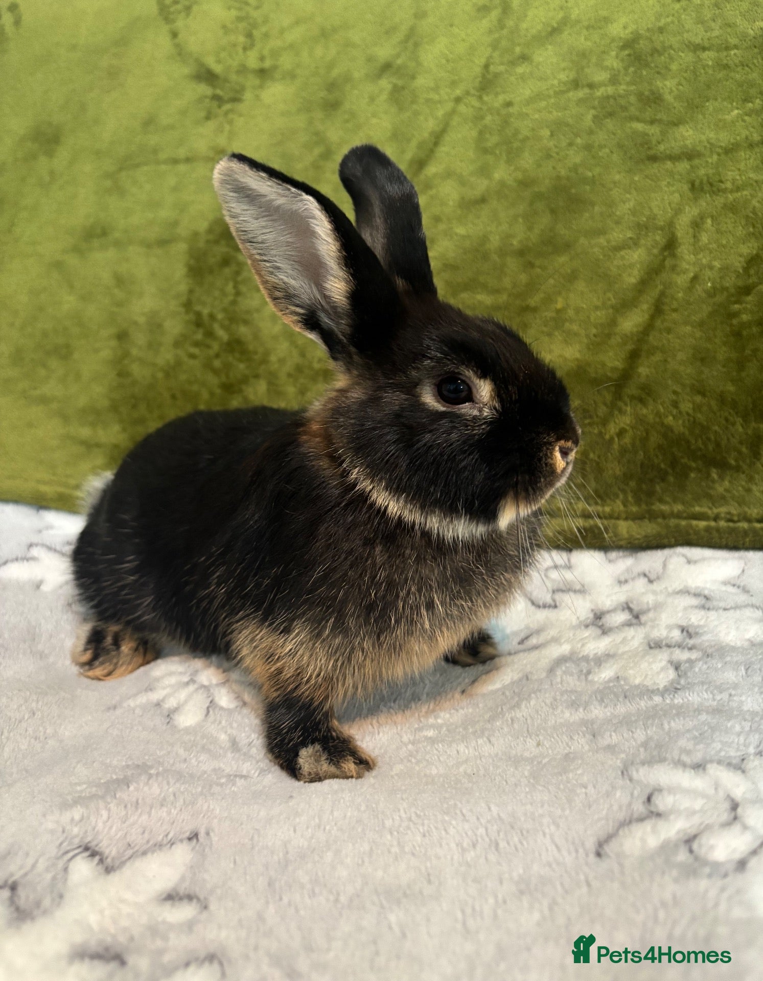 Mixed Breed rabbits 3 mini lop cross 1 female 2 male - Advert 1
