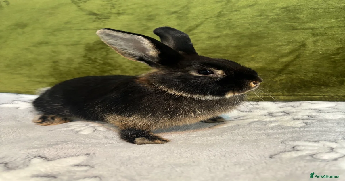 Rabbits for Sale for sale in West Midlands | Pets4Homes