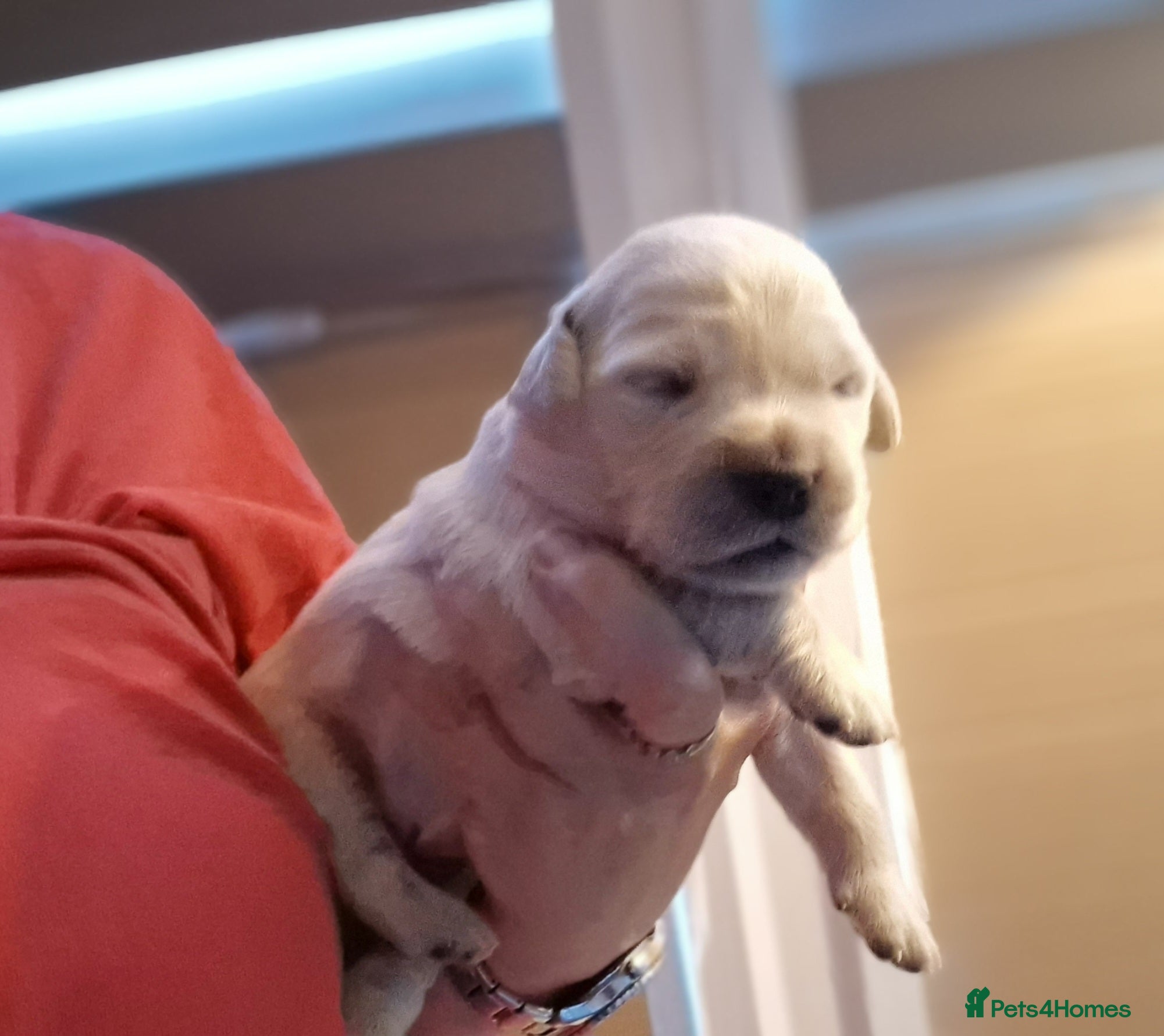 Golden Retriever dogs Stunning Cream KC registered Golden Retrievers  - Advert 2