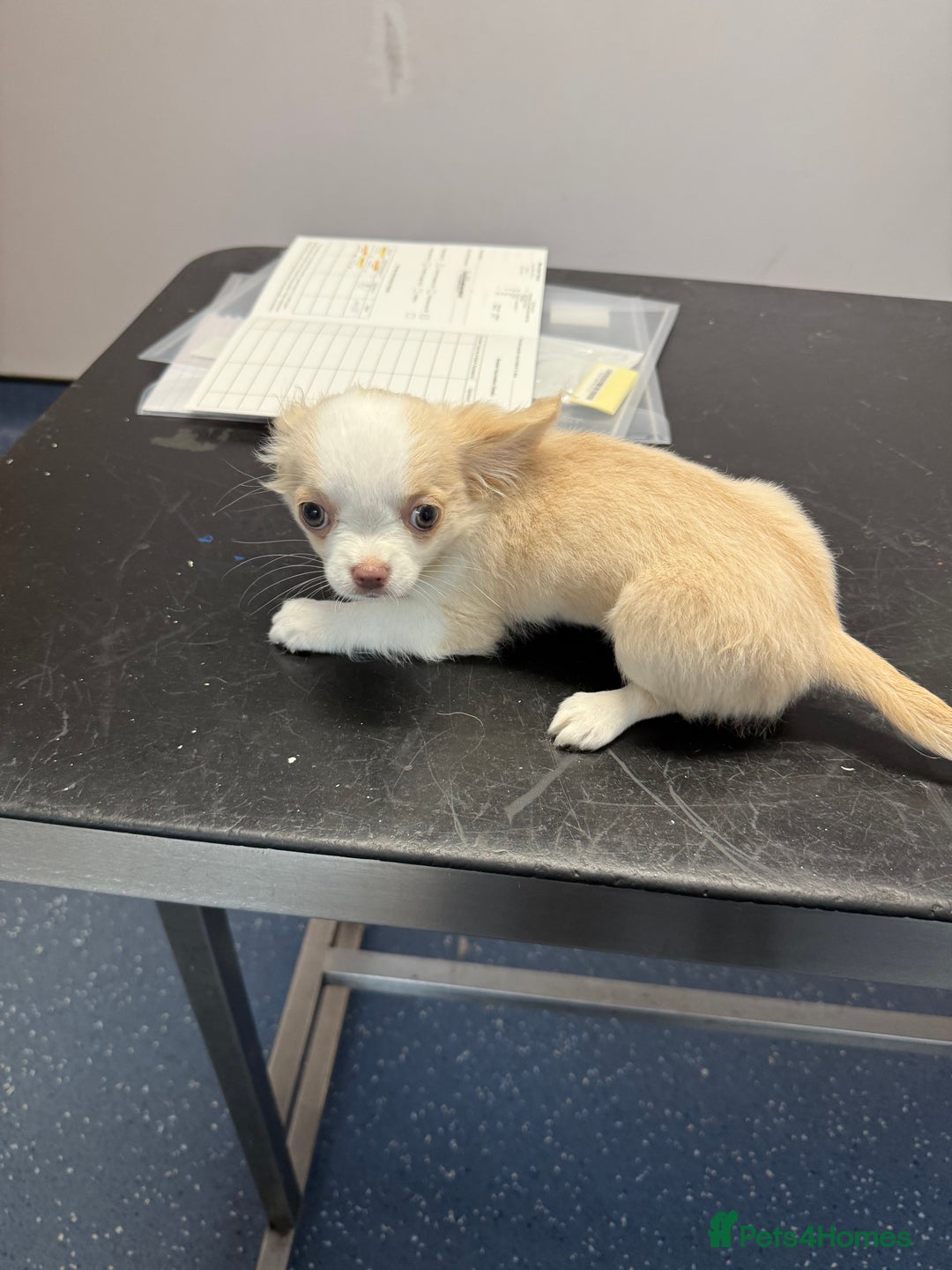 Chihuahua dogs for sale: Exquisite KC Apple Chihuahua Puppies - 1 left  - Image 6