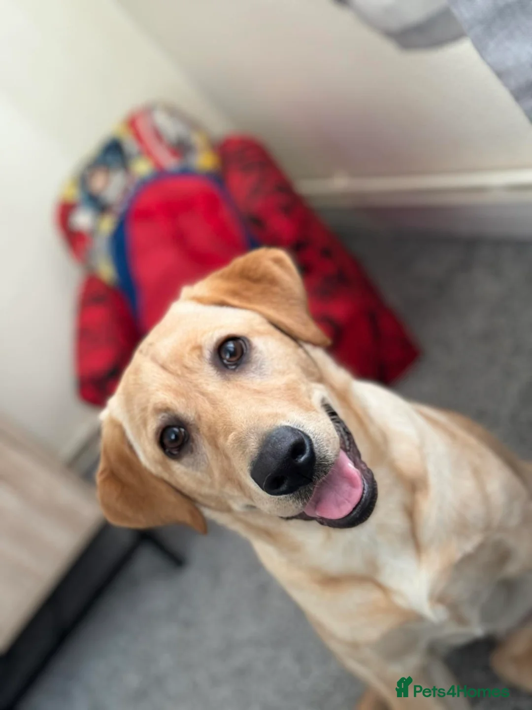 Labrador Retriever dogs for sale: Now have 5 Labrador Retriever Puppies for Sale 🐾 - Advert 7