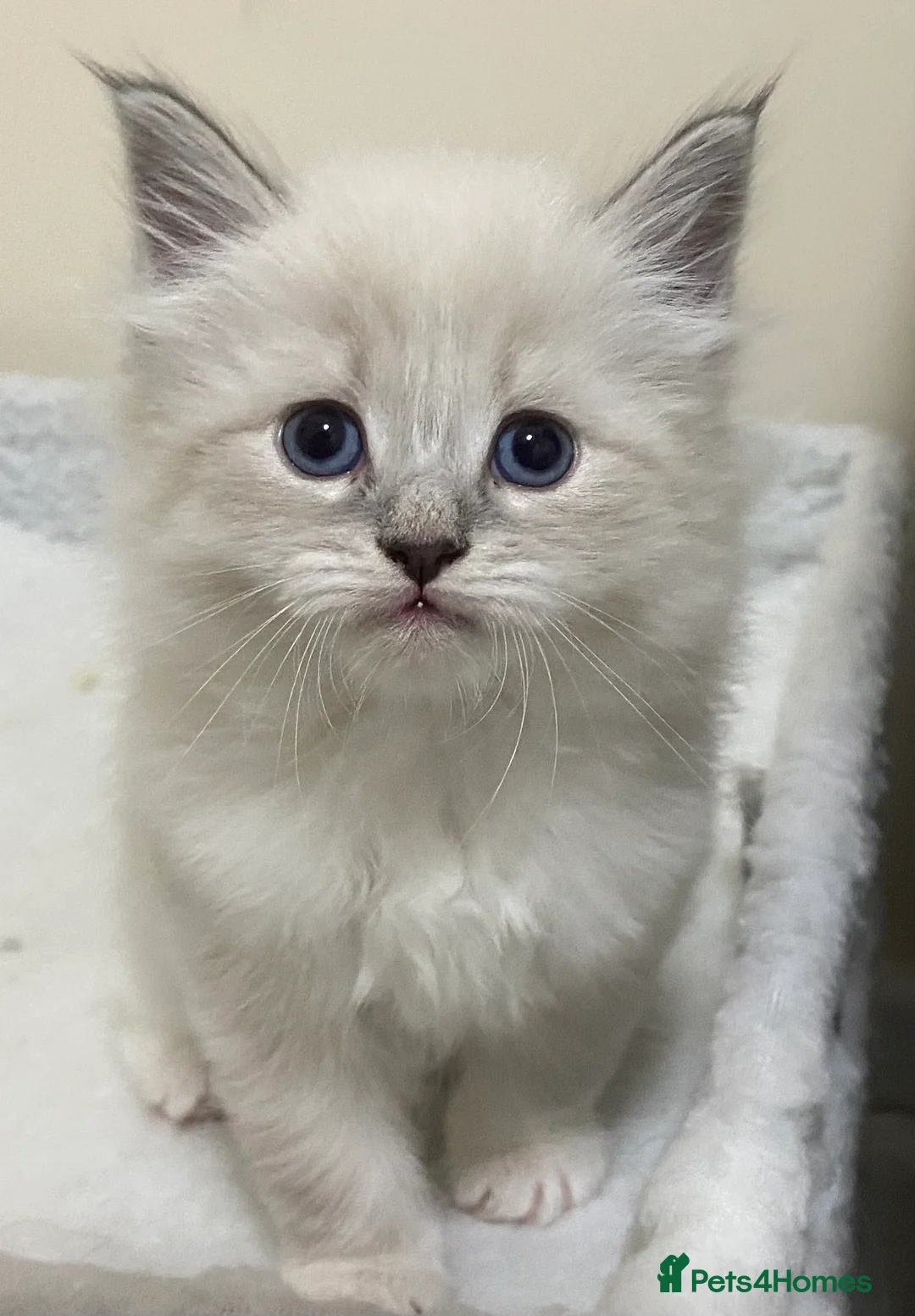 Siberian cats for sale: Siberian Kittens Neva Masquerade White - Advert 6