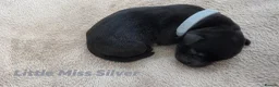 Labrador Retriever dogs for sale: KC Registered Labrador Pups  - Advert 10