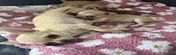 Chihuahua dogs for sale: Exceptionally Fine Smooth-Coat Chihuahua Puppies in Ilford - Advert 1