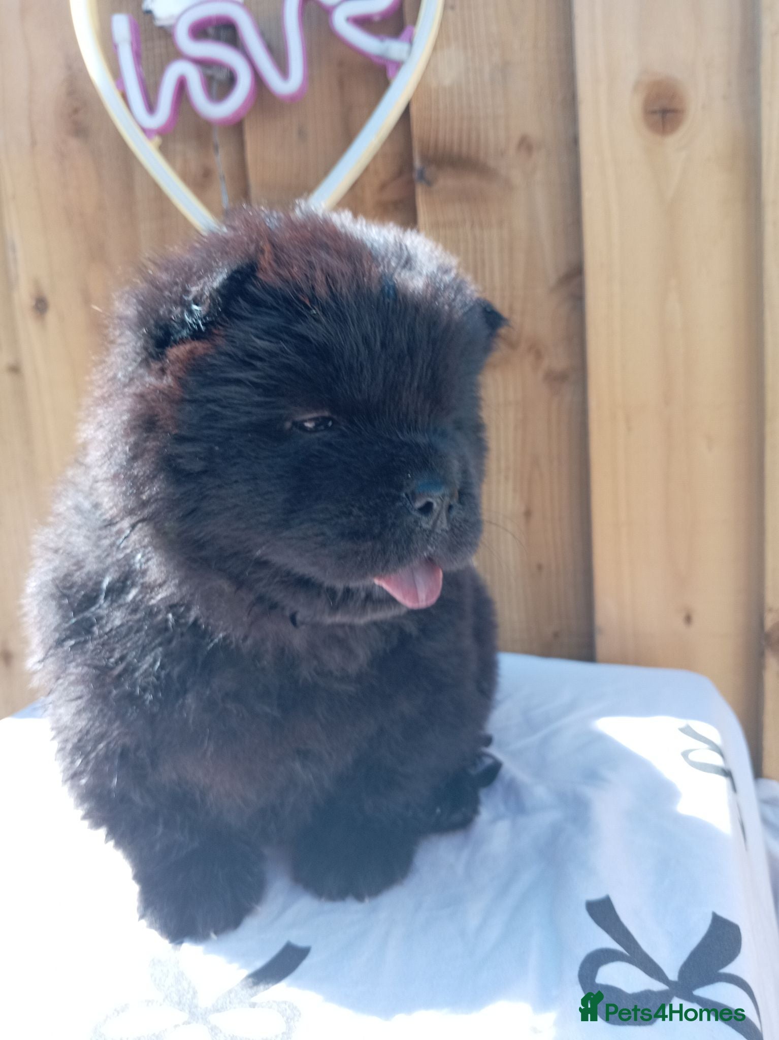 Chow Chow dogs 🐻❤️ 6 GORGEOUS KC REGISTERED CHOW CHOW PUPPIES 🐾 - Advert 3