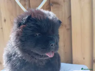 Chow Chow dogs 🐻❤️ GORGEOUS KC REGISTERED CHOW CHOW PUPPIES 🐾 - Advert 5