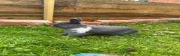 Lionhead rabbits for sale: Lion head bunnies in Whitchurch - Advert 4
