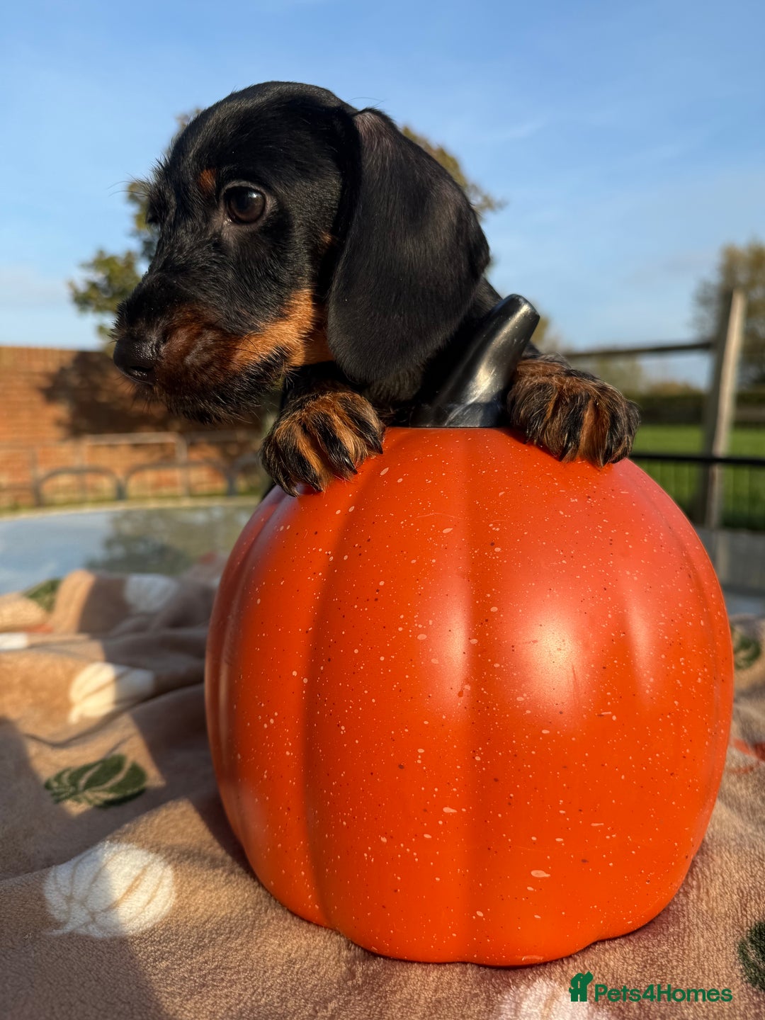 Miniature Dachshund dogs for sale: Miniature wire haired dachshund  - Image 4