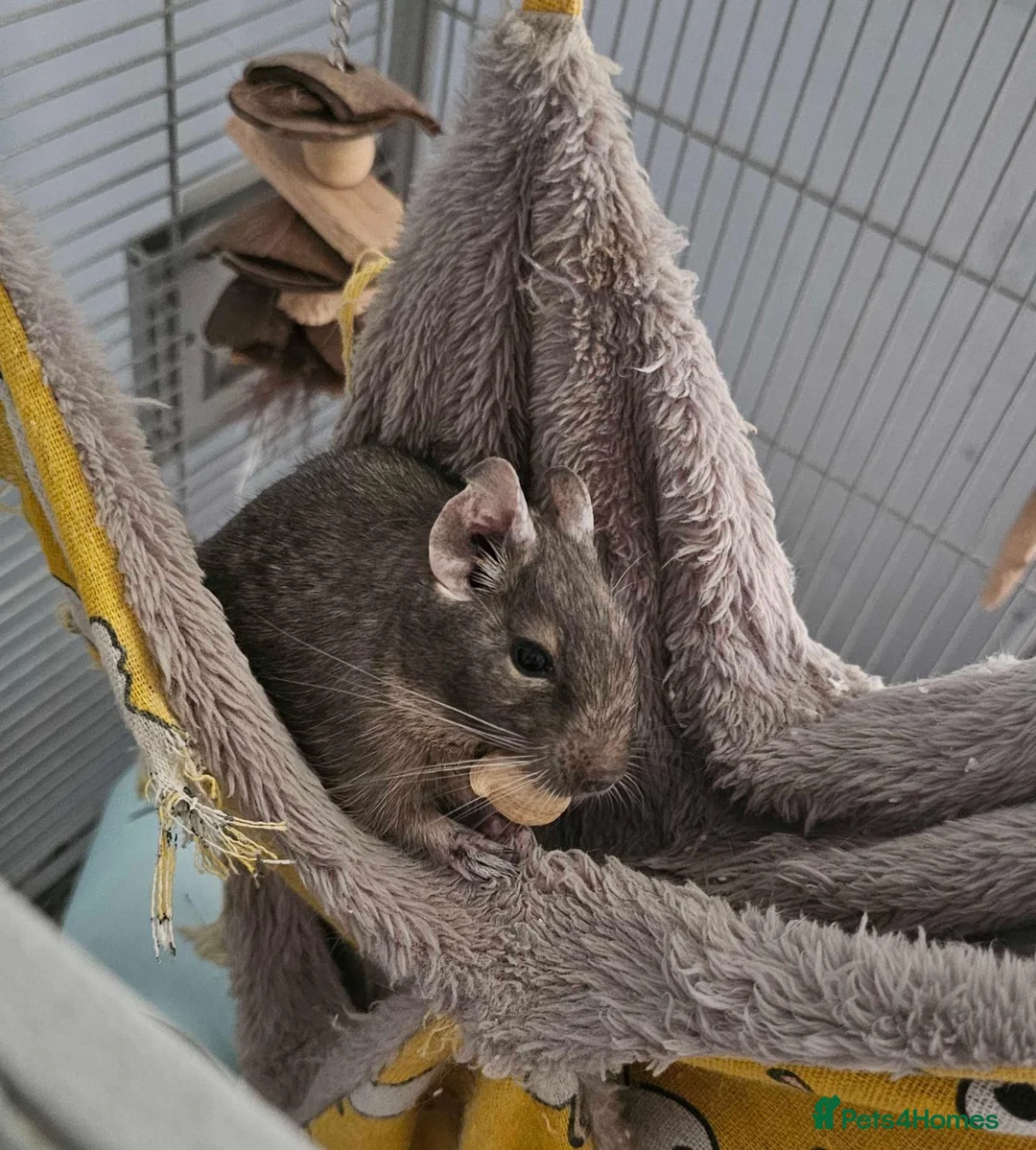 Degus rodents for sale: 2 Male Degus in Birmingham - Advert 2