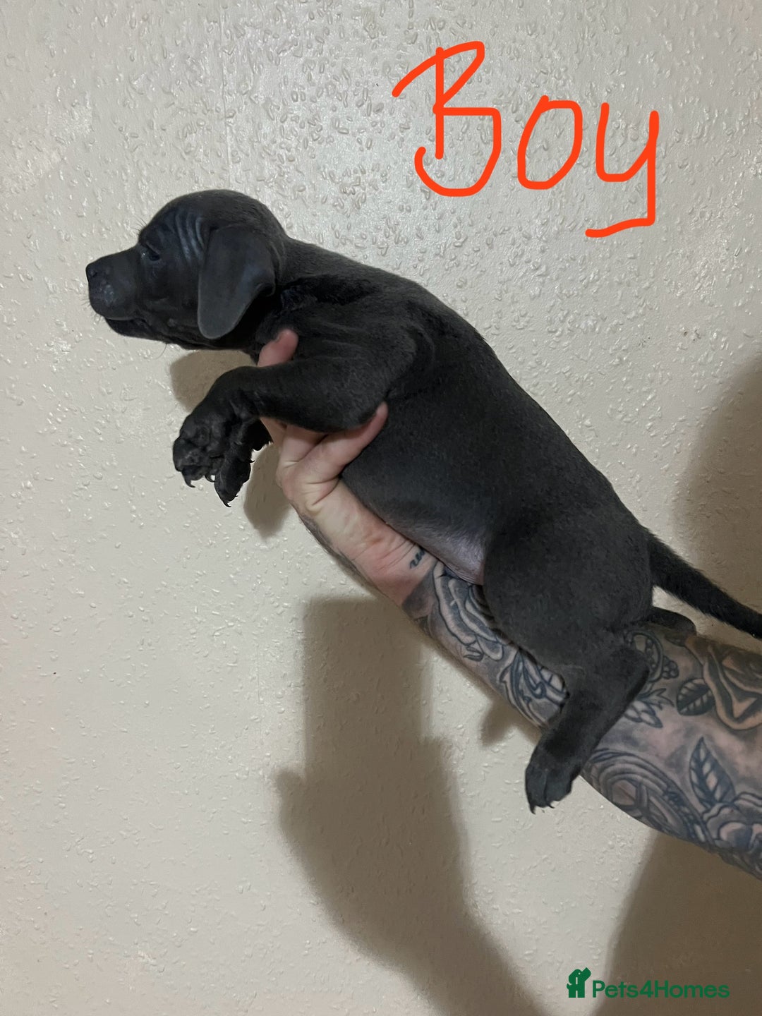 Staffordshire Bull Terrier dogs for sale: One girl left🩷 Staffordshire bull terrier pups - Image 8