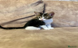Mixed Breed cats for sale: Super cute and well behaved kittens - Image 9