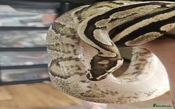 Python Snake reptiles for sale: Ball pythons for sale - Image 2