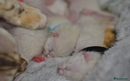Siamese cats for sale: 🧬F1 BENAMESE KITTENS🧬 1 MALE LEFT - Image 16