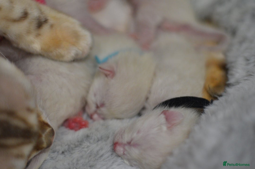Siamese cats for sale: 🧬F1 BENAMESE KITTENS🧬 1 MALE LEFT - Image 16