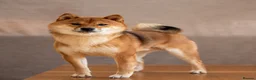 Japanese Shiba Inu dogs for sale: Exclusive Japanese Shiba Inu Puppies  🇯🇵 - Advert 4