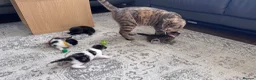 Domestic Shorthair cats for sale: Stunning little tabby/white girl kitten. - Advert 8