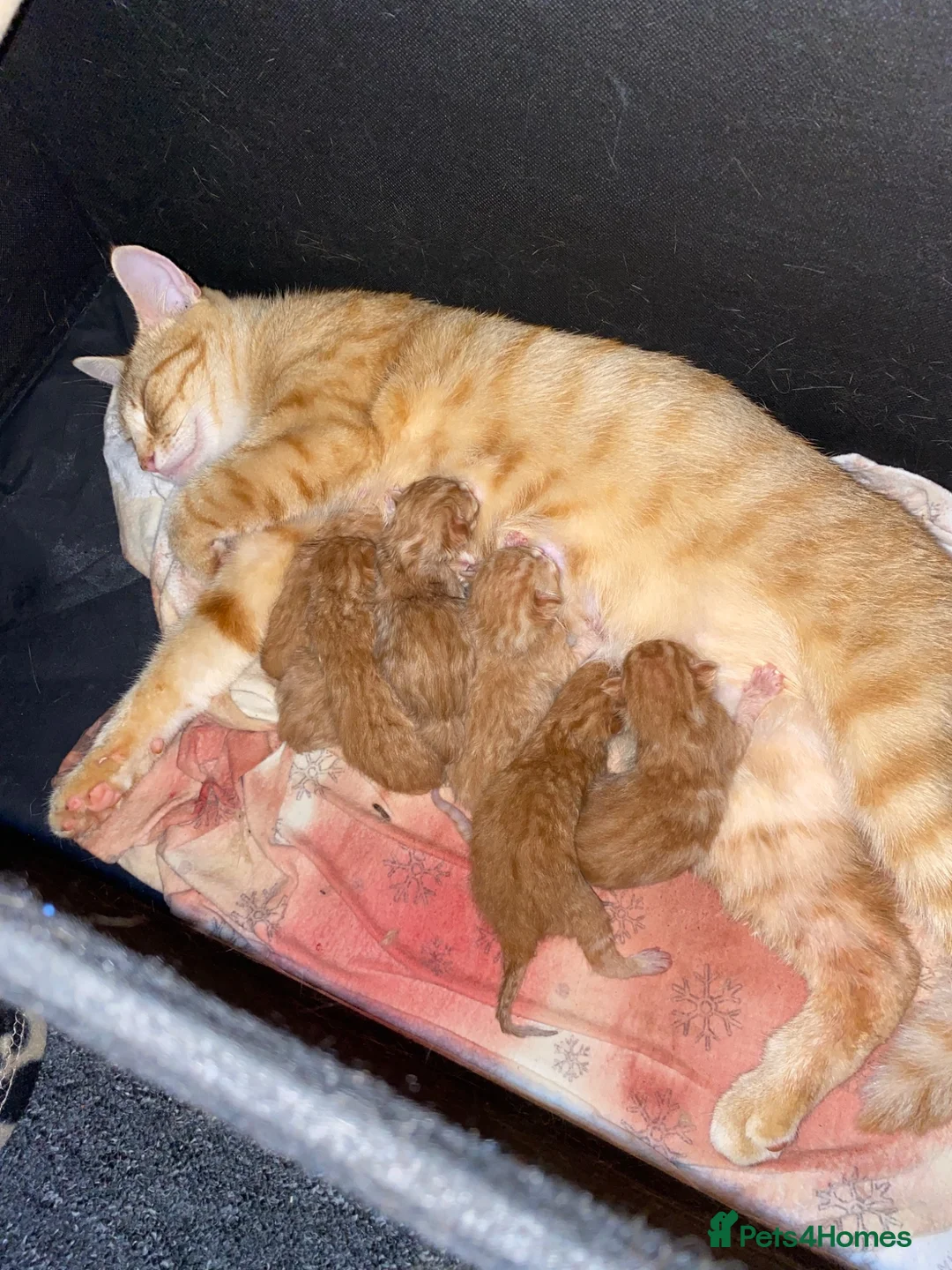 Mixed Breed cats for sale: Ginger kittens 4 sale in Bournemouth - Advert 1