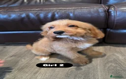 Cockapoo dogs for sale: Adorable Cockapoo pups 🦴🐾 - Image 30