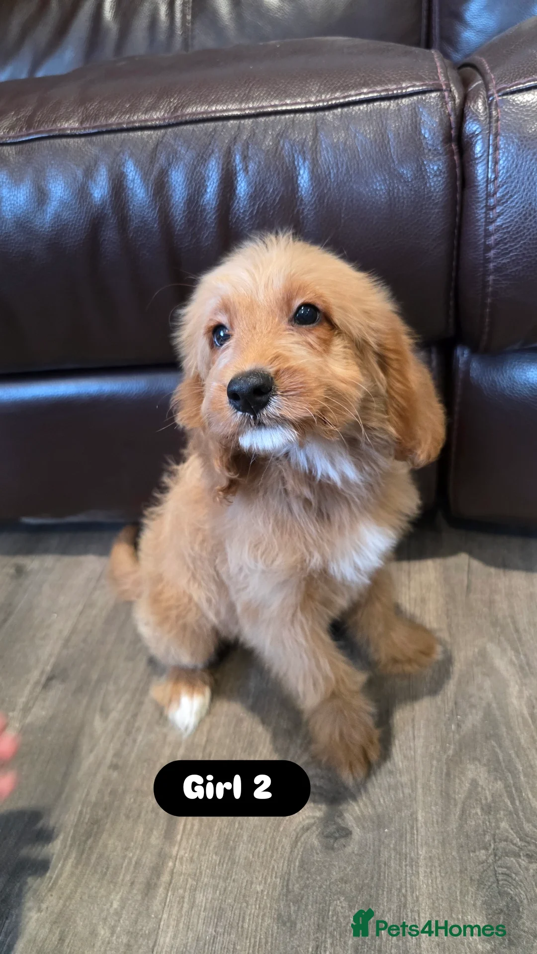 Cockapoo dogs for sale: Adorable Cockapoo pups 🦴🐾 - Image 30