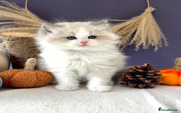 Ragdoll cats for sale: Stunning TICA Ragdolls  - Image 15