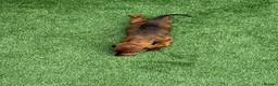 Miniature Dachshund dogs for sale: Miniature Daschund  - Advert 10