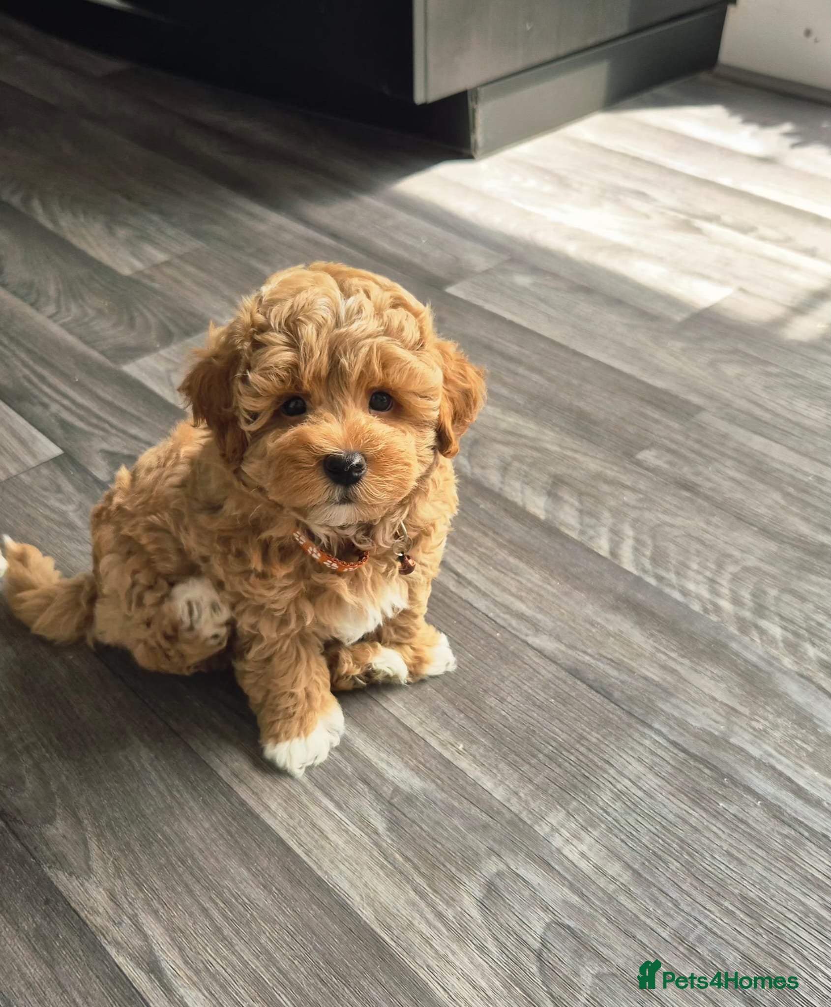 Maltipoo dogs Maltipoo boy toy 3.5kg max - Advert 3