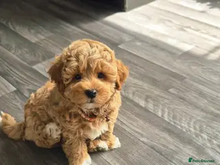 Maltipoo dogs Maltipoo boy toy 3.5kg max - Advert 3