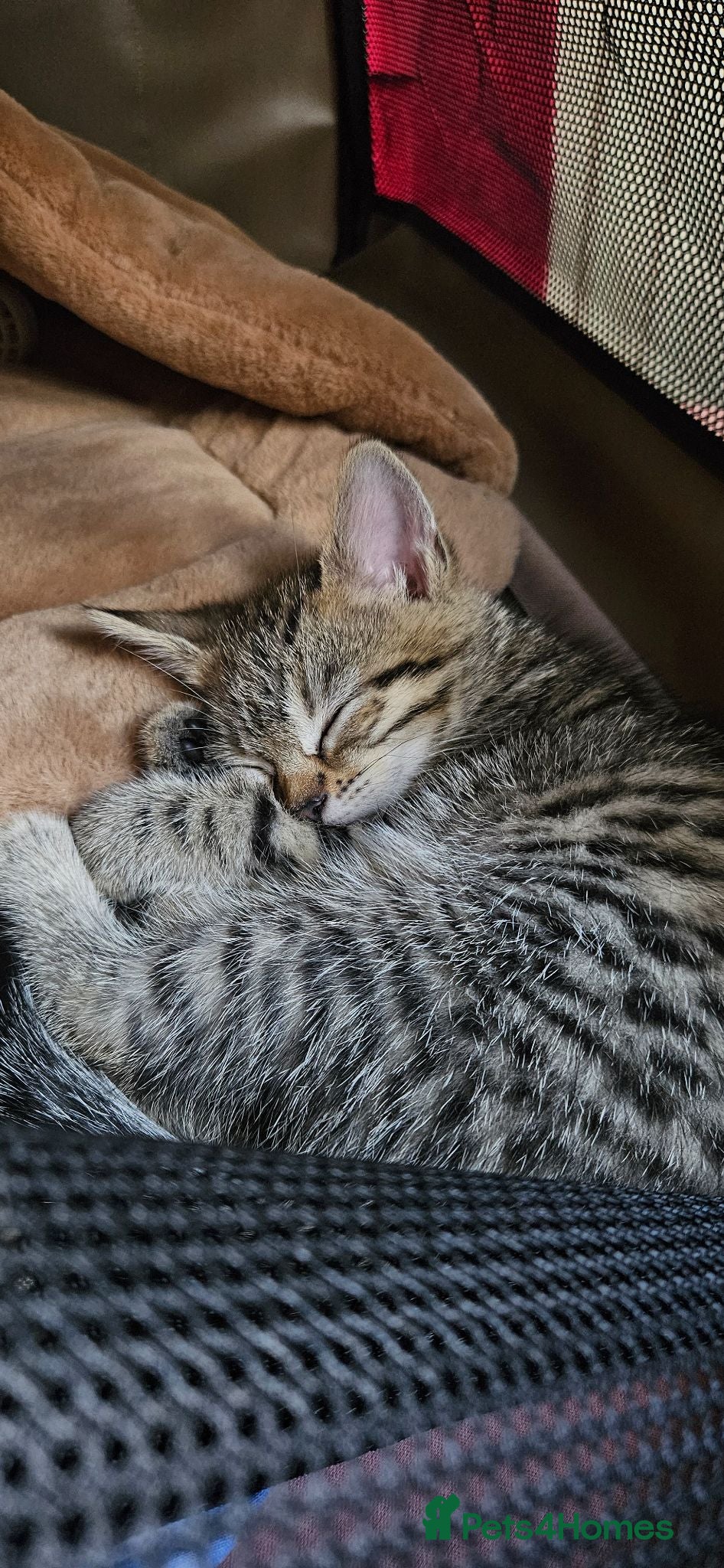 Mixed Breed cats Tabby kitten- named Umi - Advert 3