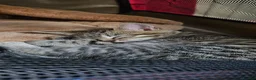 Mixed Breed cats for sale: Tabby kitten- named Umi - Advert 1