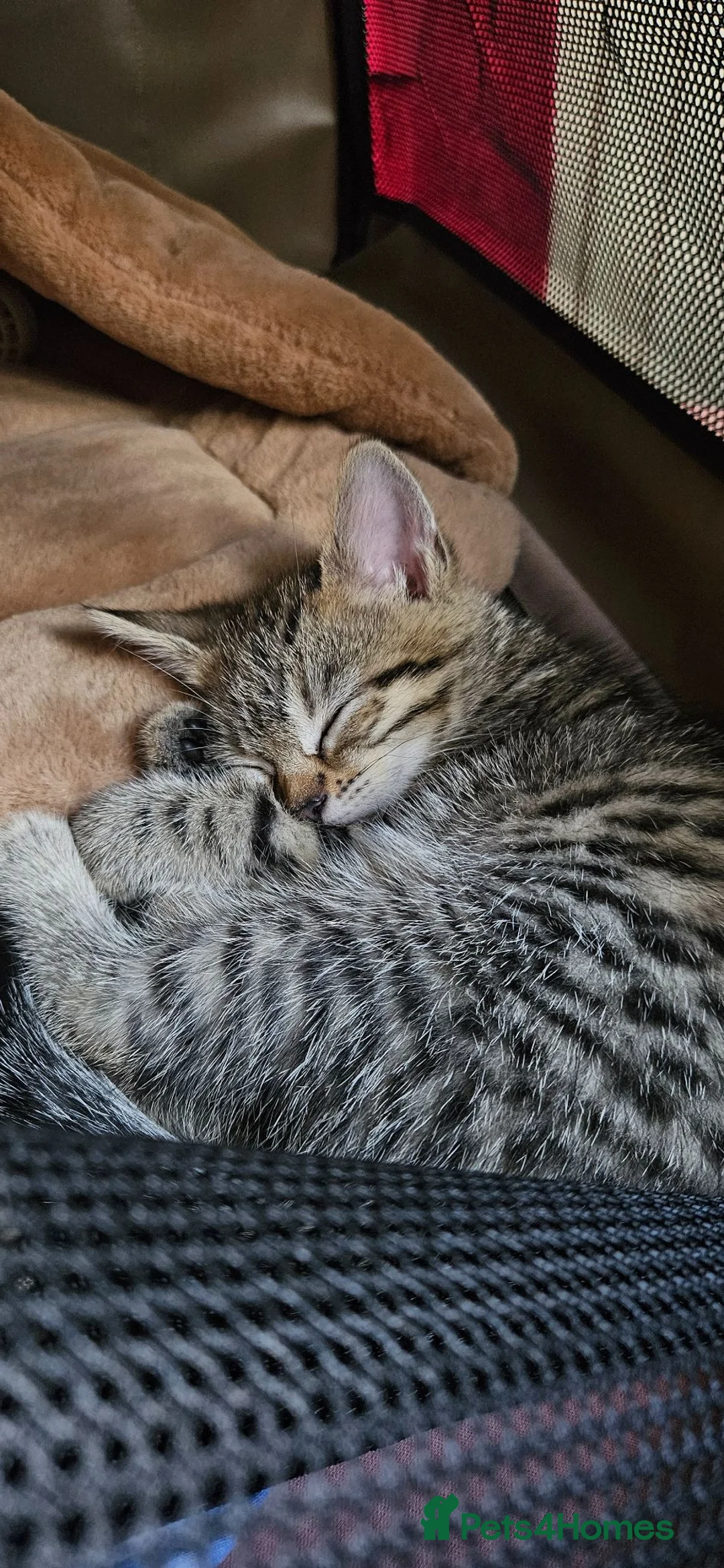 Mixed Breed cats for sale: Tabby kitten- named Umi - Advert 1