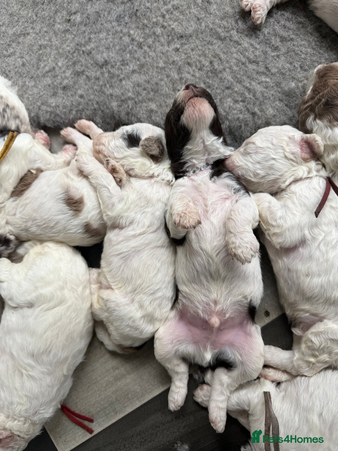 Labradoodle dogs for sale: Therapy breeder 5th gen miniature F1bbbb - Image 18