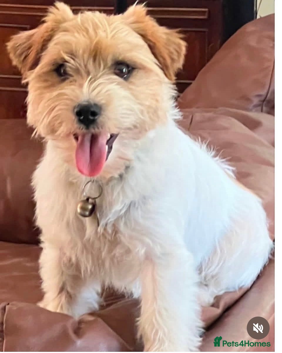 Jack Russell dogs Super KC Reg Health Test Rough Coat Jack Russell  - Advert 1