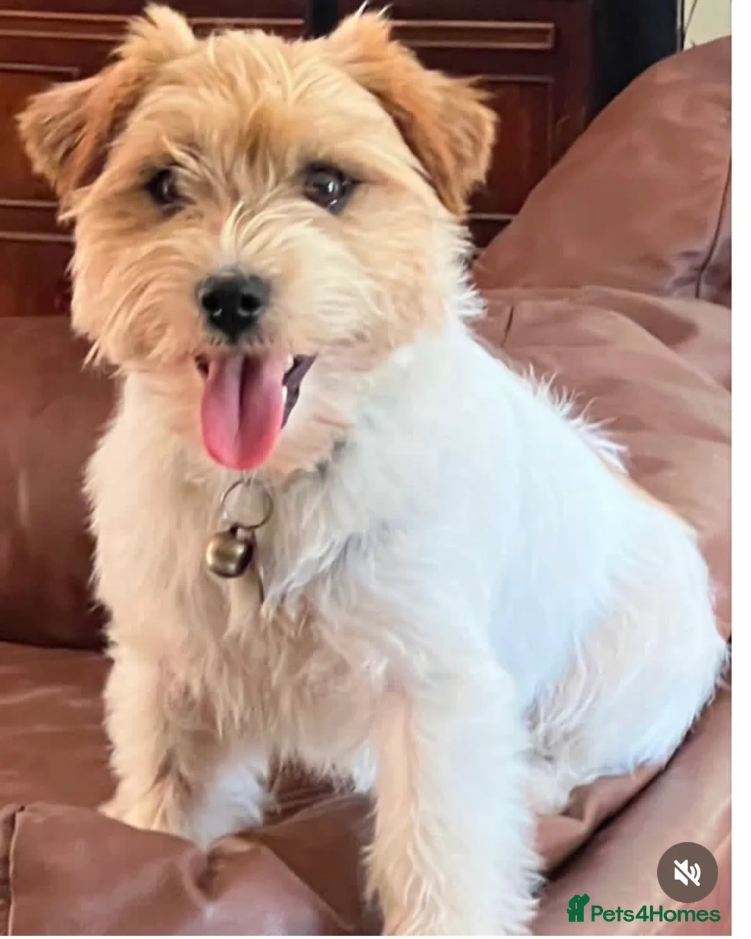 Jack Russell dogs for stud: Super KC Reg Health Test Rough Coat Jack Russell  - Advert 1