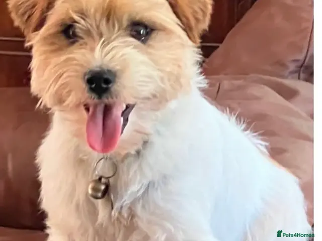 Jack Russell dogs for stud: Super KC Reg Health Test Rough Coat Jack Russell - Advert 1
