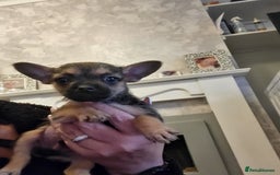 Mixed Breed dogs for sale: Frenchi yorkie pom - Image 1