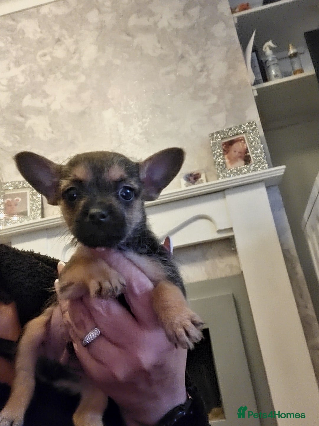 Mixed Breed dogs for sale: Frenchi yorkie pom - Image 1