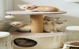 Ragdoll cats for sale: LAST ONE! Pedigree Ragdoll Kittens - REDUCED  - Image 5