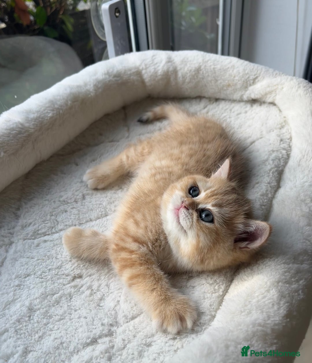 British Shorthair cats for sale: TICA Reg Beautiful Golden & Golden Tabby Bsh  - Advert 5