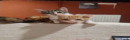American Shorthair cats for sale: Playful young kitten looking for a loving home  - Advert 8
